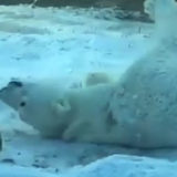 photo - Qannik playing with new toy in the snow, in her enclosure, having fun, laying on her back.