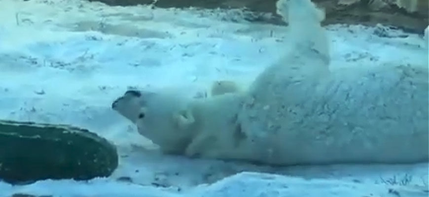photo - Qannik playing with new toy in the snow, in her enclosure, having fun, laying on her back.