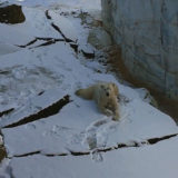 photo - Qannik laying on floor of enclosure, in the snow, looking at whomever is taking the picture.