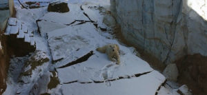 photo - Qannik laying on floor of enclosure, in the snow, looking at whomever is taking the picture.