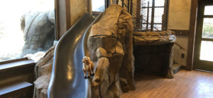 photo - inside snow leopard pass and club house, with rock wall with slide, looking out to snow leopard outside enclosure