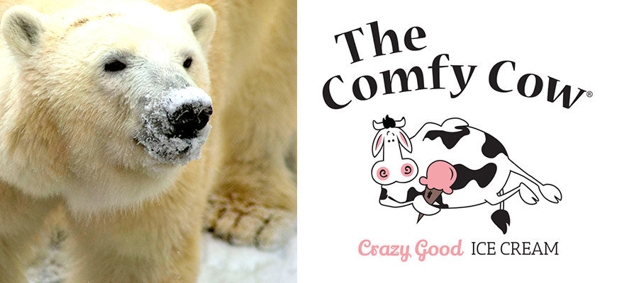 banner - l/side image of white polar bear with ice covered snout and nose, r/side The Comfy Cow Crazy Good Ice Cream, with image of comfy cow logo