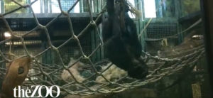 photo - Kindi playing among ropes, in her enclosure, she is hanging upside down