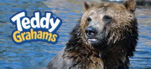 Teddy Grahams Bear Quiz