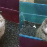 Little Penguins Hatched at Louisville Zoo