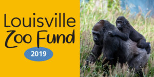 banner - l/side orange background, Louisville Zoo Fund w/blue oval 2019, r/side is Kindi riding on back of Kweli in their outside enclosure