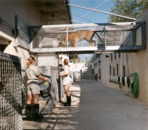 photo - backside of tiger exhibit, with tiger walking across pedway, above 2 keepers who are moving tiger from one area to another