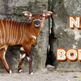 Name the Bongo Calf at the Louisville Zoo