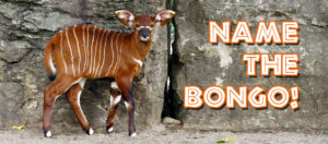 Bongo Calf Naming Contest (2019) Header