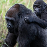 photo - Kindi, baby gorilla, riding on Kweli's back, in their tall grass enclosure