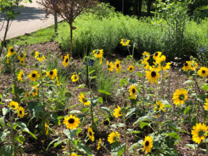 photo - small field of Sunfinity-Sunflowers, yellow flowers w/black seed middle, (look like daisies), in one of our many flower gardens