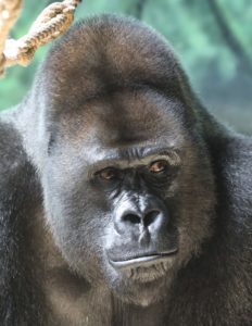 photo - full face of Casey, male gorilla, all black coloring, large forehead, shows, muzzle, large nostrils, mouth, with 2 very inquiring eye facial expression, handsome too