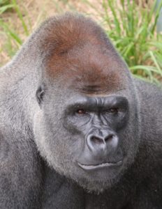 photo - full face of Kicho, male gorilla, very handsome fella, large forehead, all black coloring, shows muzzle, mouth and 2 very intent eyes in facial expression