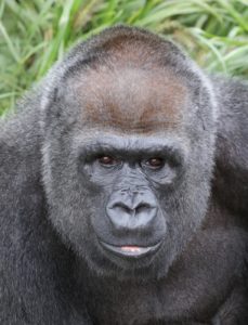 photo - Kweli, female gorilla, foster mom to Kindi, full face, all black coloring, muzzle, nostrils, mouth, large forehead, with 2 very intent eyes,