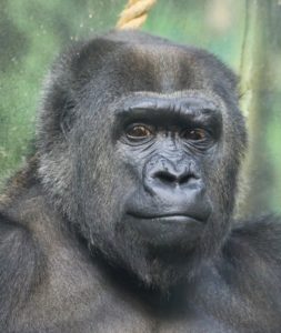 photo - Paki, female gorilla, full face, all black coloring, black short muzzle, mouth, with 2 very intent looking eyes, as if she's looking at something, good looking girl