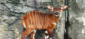 photo - Groot, male bongo, brown with white stripes, very large ears, with black muzzle, with white markings at the mouth, and at bridge of muzzle, 2 very attentive eyes, standing his enclosure