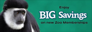 Enjoy BIG SAVINGS on new Zoo Memberships