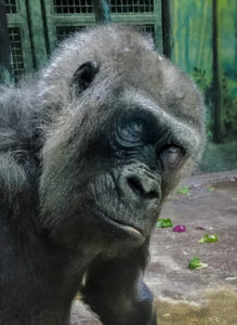 photo - full face of Helen the gorilla, all black color, hair, face, muzzle, handsome face, has look of "what we doing?", sitting in her enclosure with left over food on the floor