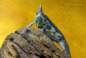 photo - veiled chameleon, multi colored, purples, blues, greens, browns, w/large array of designs all over its body, looking at camera, while standing on a rock, wit yellow background