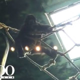 photo - Kindi playing on the ropes in her enclosure, with theZOO logo in lower left corner