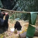 photo - Kindi's first birthday party in her enclosure, with frozen treats, lots of greenery in yard also