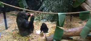 photo - Kindi's first birthday party in her enclosure, with frozen treats, lots of greenery in yard also