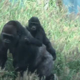 photo - Kindi riding on back of Kweli in their outside enclosure yard, among tall grass