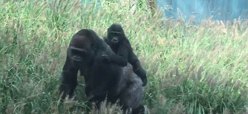 photo - Kindi riding on back of Kweli in their outside enclosure yard, among tall grass