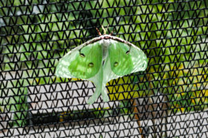photo - photo of a very odd design green, lime colored butterfly, laying a wire fence, has brownish dots on it wings, brown edging where antennae stick out