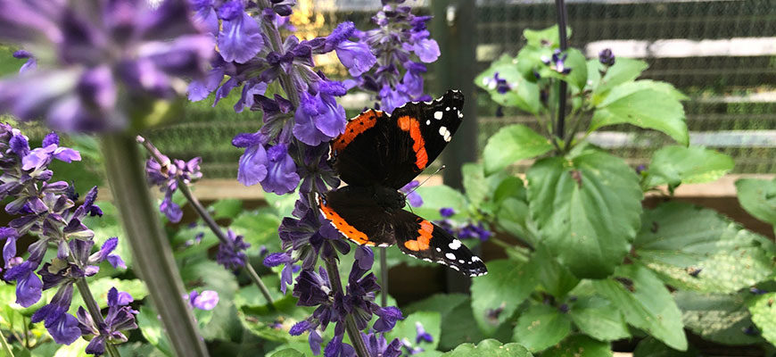 banner - black, orange, white monarch butterfly sitting among purple flowers with green leaves