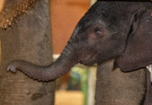 photo - Fitz, grey baby elephant, standing under mom Mickey; trunk is caressing mom's leg