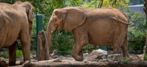 photo - rear view of Punch, standing, looking at Mickey. side view of Mickey, playing with wooden post, tail swishing her backside, large ear, background is trees and fencing