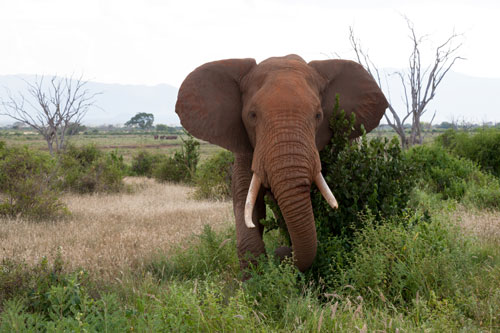An elephant in the remnant wild