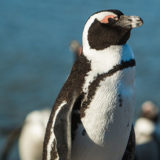 photo - African penguin black, white fur on head, wings, chest and body, patch of orange over eye, short beak, background is 3-4 other african penguins
