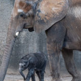 photo - Fitz, baby grey elephant, standing under mom Mickey's head and trunk, she towers over the little fella, in their yard.