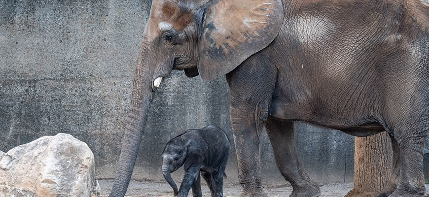 photo - Fitz, baby grey elephant, standing under mom Mickey's head and trunk, she towers over the little fella, in their yard.
