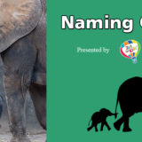 banner - l/side image of Fitz, baby grey elephant, standing under head, trunk of mom Mickey, r/side Naming Contest, Presented by Norton Children's balloon logo, green background, with black shadow baby elephant holding tail of mom adult black shadow elephant, both walking