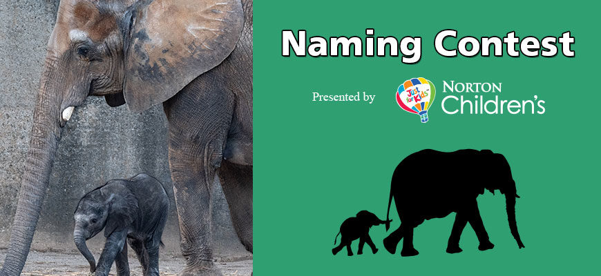 banner - l/side image of Fitz, baby grey elephant, standing under head, trunk of mom Mickey, r/side Naming Contest, Presented by Norton Children's balloon logo, green background, with black shadow baby elephant holding tail of mom adult black shadow elephant, both walking