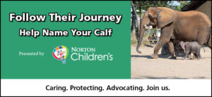banner -green, white background, Follow Their Journey, Help Name Your Calf, Presented by Norton Children's balloon log, Caring. Protecting. Advocating. Join us. r/side is image of Fitz, baby grey elephant, walking along side mom Mickey, who towers over him in their yard