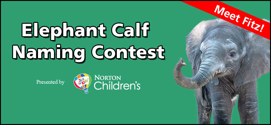 banner - green background, red box highlights Meet Fitz!; Elephant Calf Naming Contest; Presented by Norton Children's Balloon logo, r/side image of Fitz, baby elephant, ears fanned out, trunk up pointing, shows front legs, facial expression looks like he's laughing