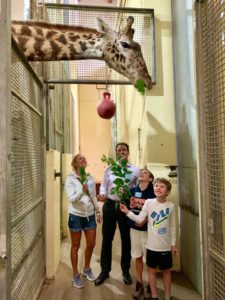 photo - behind the scenes with family visiting and feeding greenery to our giraffe, shows just how tall they really area.