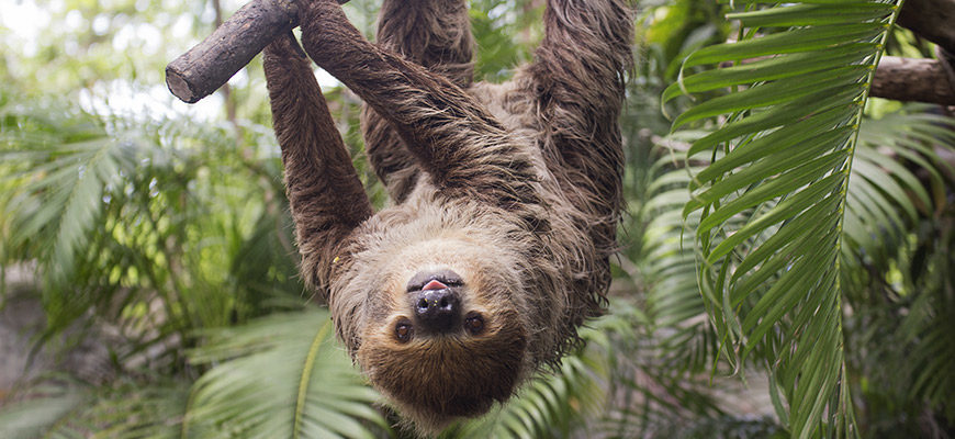 image - sloth hanging upside down , full face and body, among green fronds, tongue is sticking out of its mouth, facial expression is cute