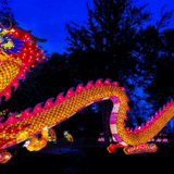 photo - wild lights lit up orange dragon, with pink spikes on back from head to tail, with red head scales, blue design markings on face, mouth open, background is trees and night sky