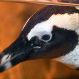 phot - head shot of african penguin, with black/white hair over head and shoulder, with long black bill, and black eye, under the water.