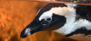 phot - head shot of african penguin, with black/white hair over head and shoulder, with long black bill, and black eye, under the water.