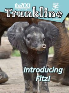 image - theZOO, 1969-2019, Celebrating 50 years, Trunkline, Winter, 2019, Introducing Fitz! show baby Fitz, dark grey color, full face frontal shot, ears are fanned out, truck is up and pointing, 2 dark eyes, standing by his momma, in their yard