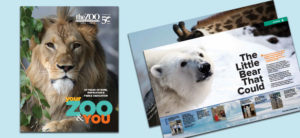 banner - 50th year celebration special Trunkline cover, with full face pic of lion, and zoo logo, Your Zoo and You on l/side; r/side are pics of two pages from inside 50 yr magazine, The little Bear that Could with info story, polar bear head shot, and limited pic of neck, head of giraffe behind it.