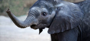banner - Fitz the baby elephant, dark grey color, trunk extended, large ear is laid flat, and his expression looks like one of surprise when he sees his trunk