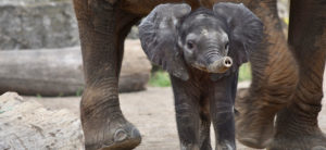 image - of Baby Fitz the elephant, standing under his momma, he is dark gray color, both ears fanned out to the side, trunk extended, and gray kid like expression on his face, standing in their yard
