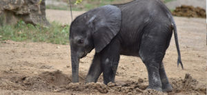 image - Baby elephant Fitz, side view, standing in yard, dark grey color, his trunk in the dirt, 1 large ear laying flat, thin tail hanging,